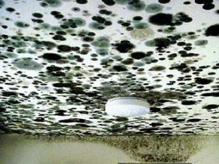 Our Comprehensive Guide to Black Mold Removal - First Call NC