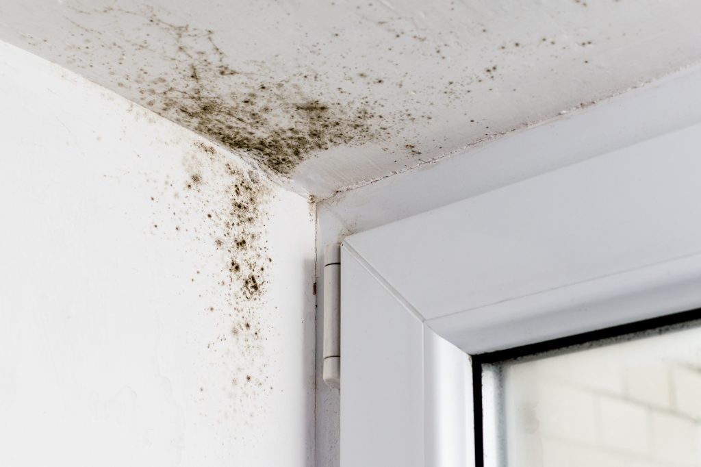 types of mold in homes