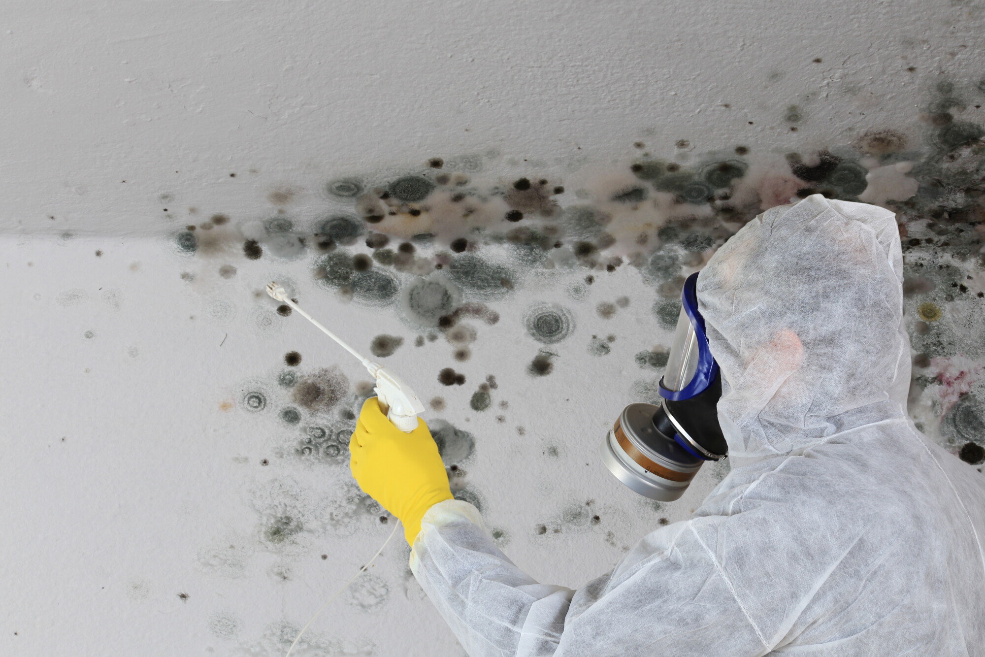 How Much Does Mold Remediation Cost?