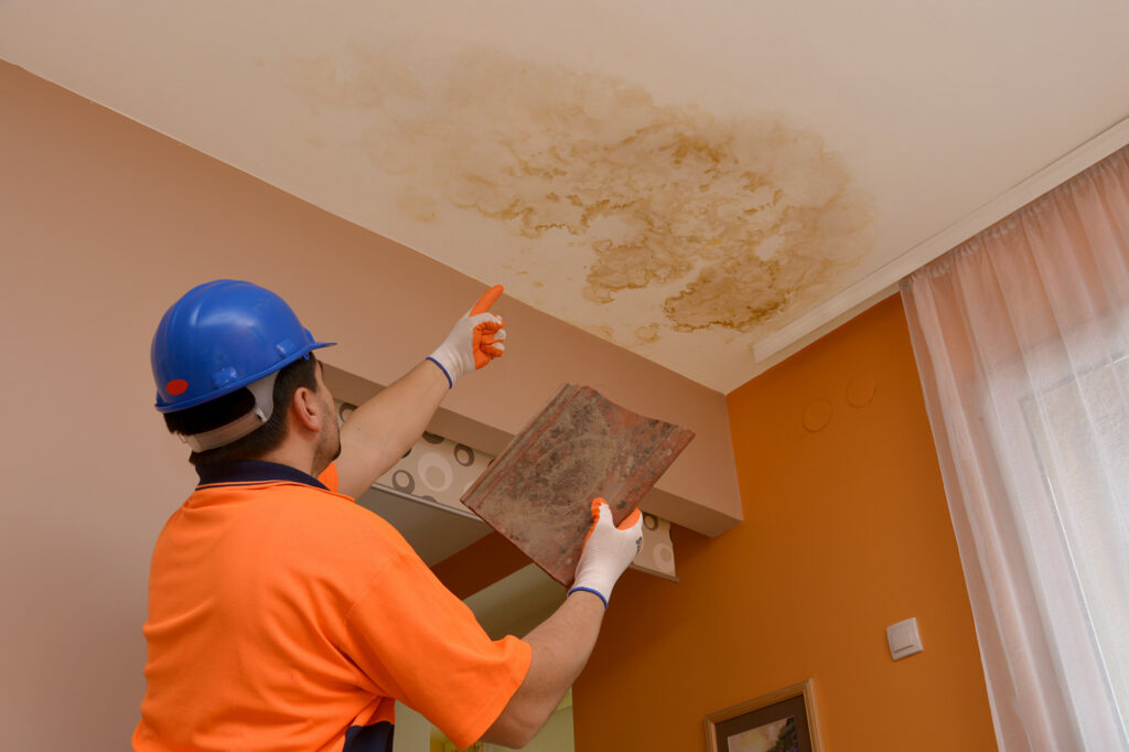 mold in your house