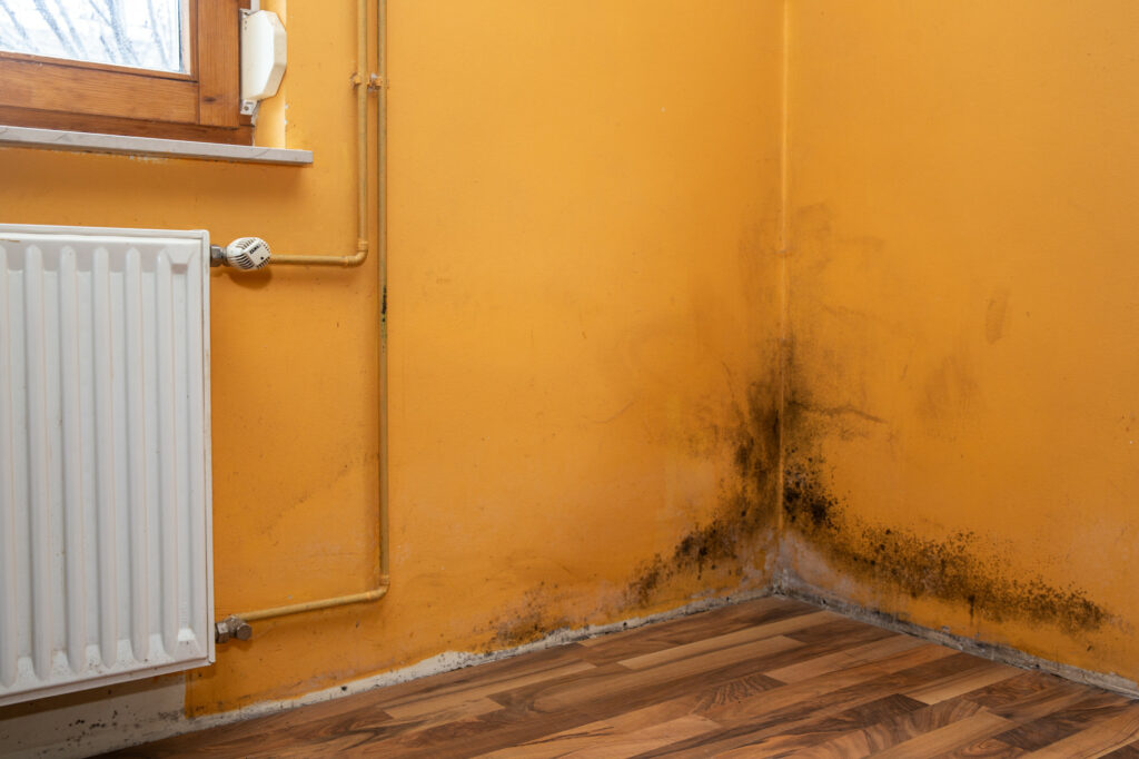 choosing mold removal services