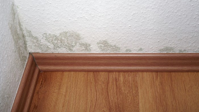 Mold in the corner