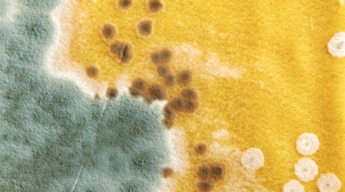 Mold Graphic